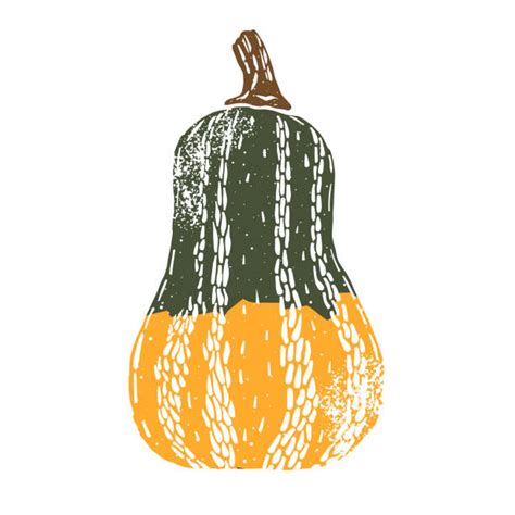 Royalty Free Winter Squash Clip Art Vector Images And Illustrations Istock