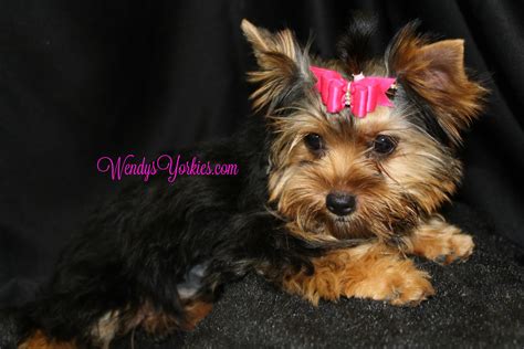 We currently have gorgeous yorkie puppies for sale. Female Teacup Yorkie Puppies For Sale in TX | Wendys Yorkies