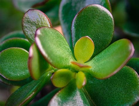 Crassula Ovata Guide How To Grow And Care For The Jade Plant