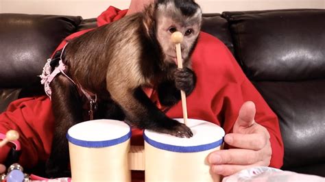 Monkey Learns To Play Drums Youtube