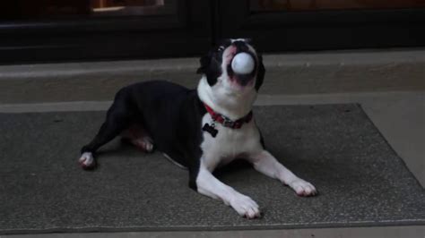 Boston Terrier Barking With Ball In Mouth One Pan Nan Youtube