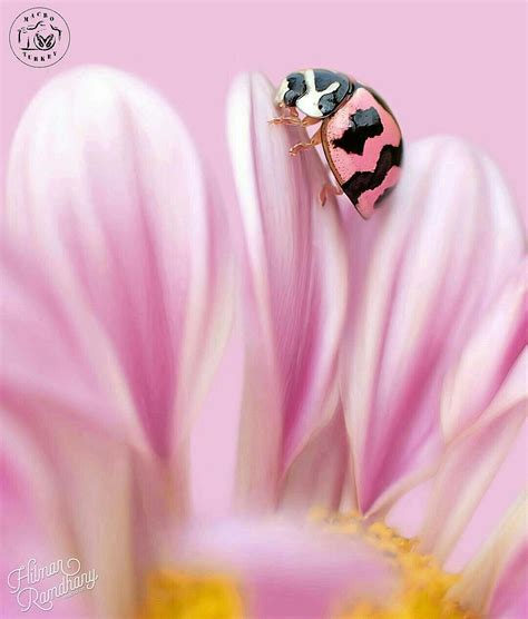 Pin By Laurieanne Morse On Huerto Ecológico Pink Ladybug Beautiful Bugs Ladybug