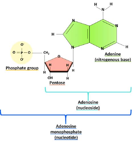 What Does A Nucleotide Consist Of Melissa Media