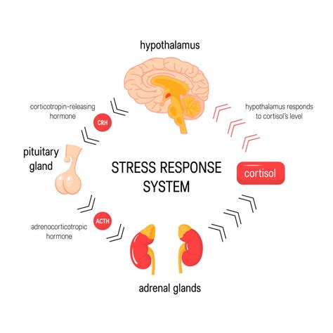 Brain Stress Response Limbic Neuroscience Anxiety Cortisol Adrenaline