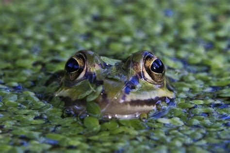 Maybe you would like to learn more about one of these? Frösche im Teich: Quakkonzert läutet Paarungszeit ein ...