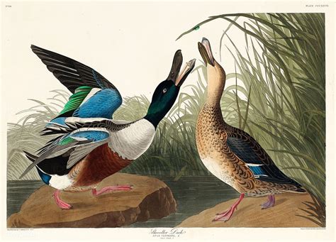 Shoveller Duck From Birds Of America 1827 By John James Audubon 1785