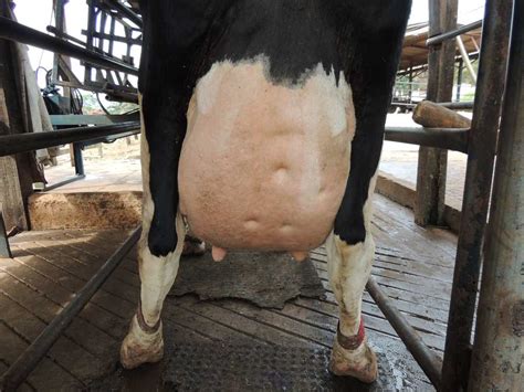 Edema De úbere Em Vacas