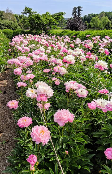 The Blooming Herbaceous Peonies The Martha Stewart Blog