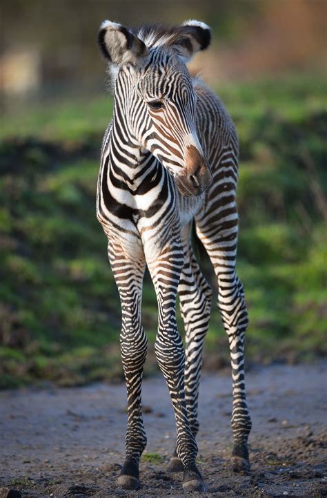 Baby Zebra Zebras Nature Animals Animals And Pets Beautiful