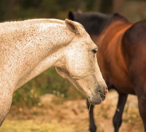 Horse Ear Anatomy