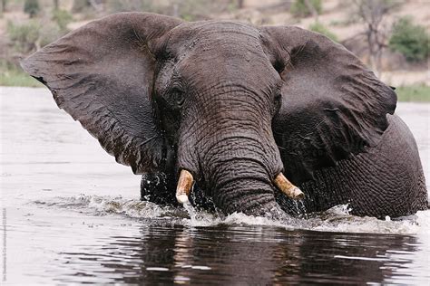 Free Living Elephant In River Del Colaborador De Stocksy Urs