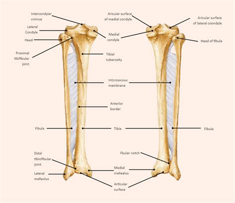 Tibia And Fibula Labeled In 2022 Science Diagrams Human Body Muscles