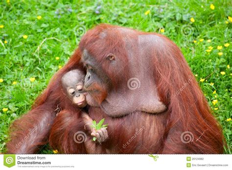 Orangutan With Her Cute Baby Stock Photo Image Of