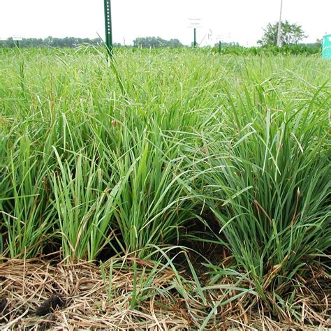 What Does Orchard Grass Look Like Gardener Corner