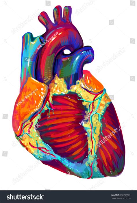 Human Heart Anatomy Stock Vector 110786369 Shutterstock