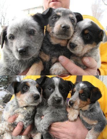 They were born nov 22, 2020 and will be ready to go to their forever home jan 15, 2021. Blue Heeler Puppies for Sale in Kellogg, Minnesota ...