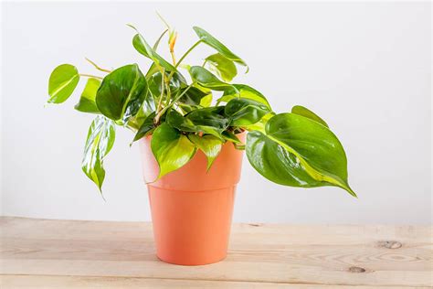 Growing Philodendrons How To Care For This Iconic Houseplant