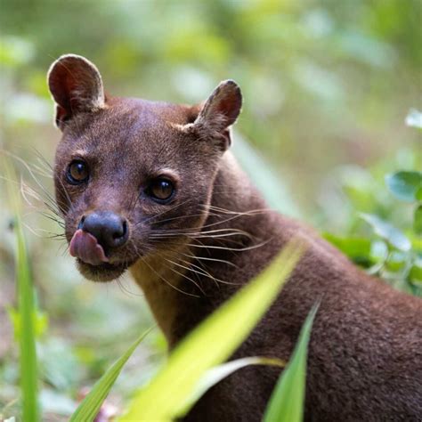 10 Facts About Fossa You Need To Know Factopolis