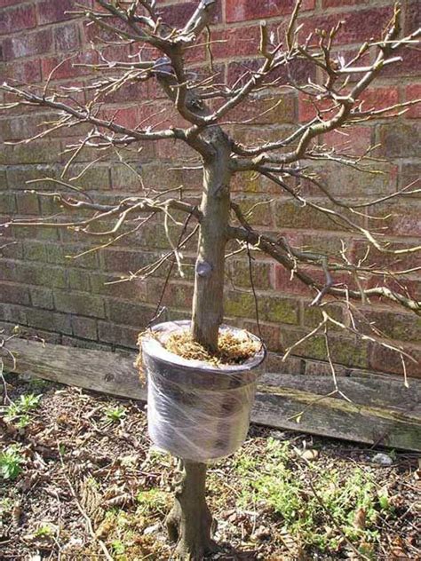 17 Best Images About Air Layering Fruit Trees On Pinterest Trees Air