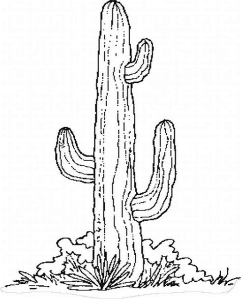 The saguaro cactus is the tallest species of cactus in the world. 12 Pics of Cactus Coloring Page Template - Cactus Drawing ...
