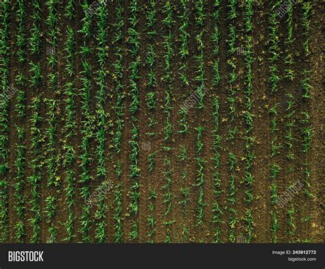 Aerial View Corn Crops Image And Photo Free Trial Bigstock