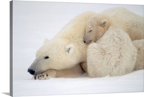 Mother Polar Bear And Cub Huddle In Snow Storm Wall Art Canvas Prints