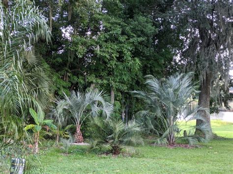 How To Transplant A Butia Palm Tree Gator Ventures Bamboo Cycads Palm