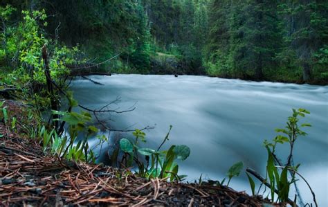 Free Photo Flowing River Surrounded By Tall Green Trees In The Forest