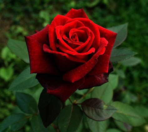 10 Bunga Mawar Merah