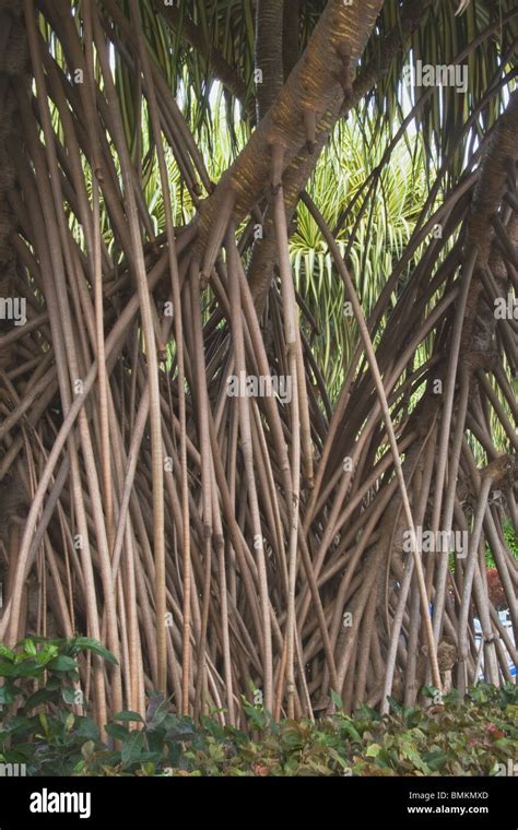 Costa Rica Root System Of Tropical Trees Stock Photo Alamy