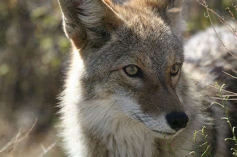 Coyote Facts Animals Of North America