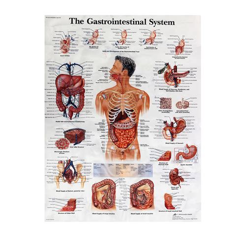 Digestive System Human Anatomy Teaching Poster 60x80cm Medical Science