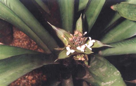 Bromeliads do Brasil - Canistropsis