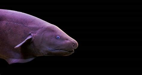Black Ghost Knifefish Care Breeding Electrolocation Fishtank Expert