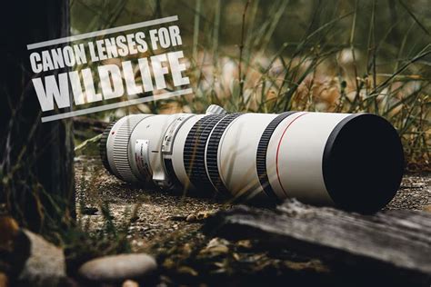 Best Canon Lenses For Wildlife Photography Ultimate Guide April 2018