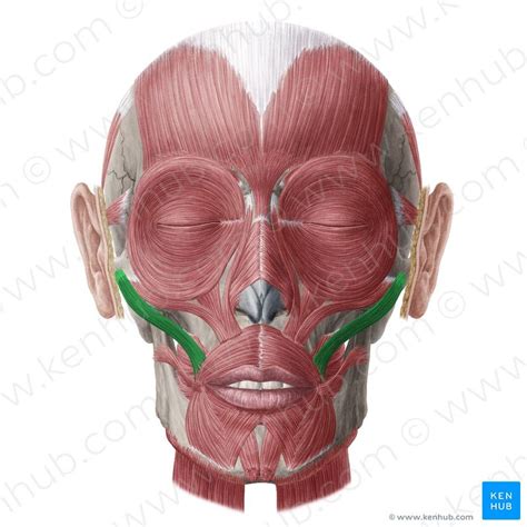 Zygomaticus Major Muscle Musculus Zygomaticus Major Image Yousun