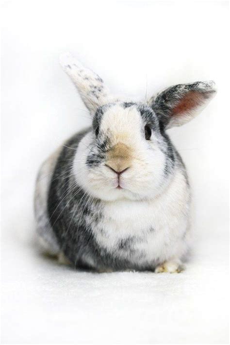 Magnificent Rabbit Rabbitcare In 2020 Pet Bunny Cute