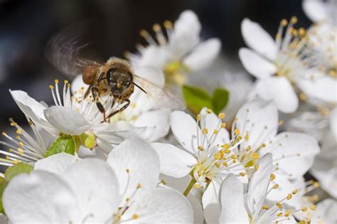 Check spelling or type a new query. The Best Flowers for Bees | eHow