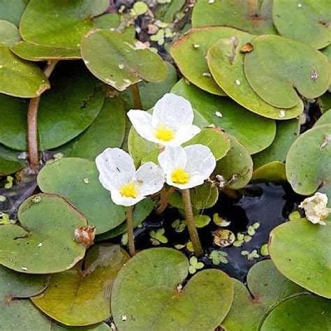 13 Most Invasive Plants In Michigan With Pictures Pond Informer