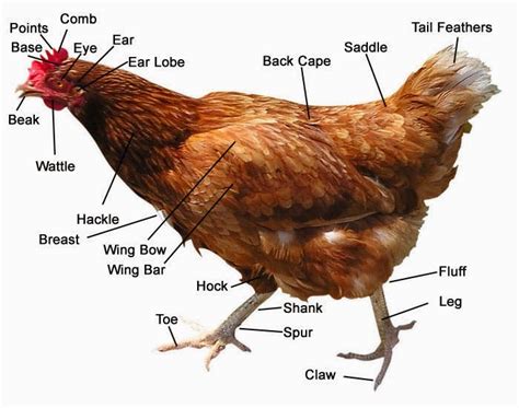 Anatomi Dan Fisiologi Ayam Belajar Unggas