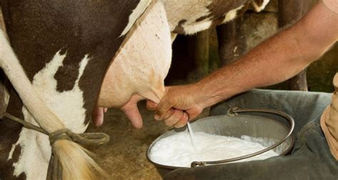 Producción y composición de la leche de ganado vacuno Noticias