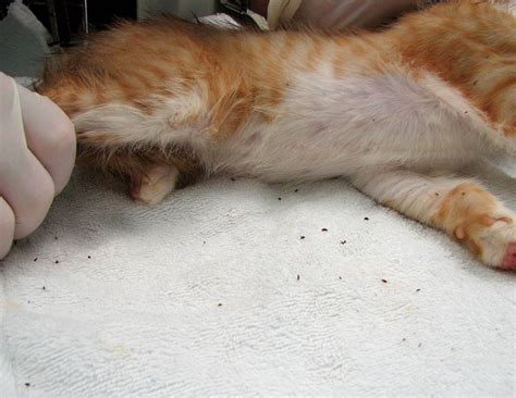 How To Tell If Your Cat Has Fleas 8 Telltale Signs Pest Hacks