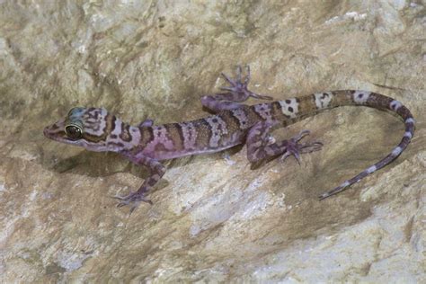 Myanmar Caves Yield Up 19 New Gecko Species