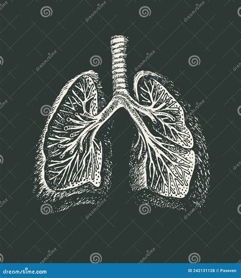Hand Drawn Human Lungs In Retro Style On A Black Stock Vector