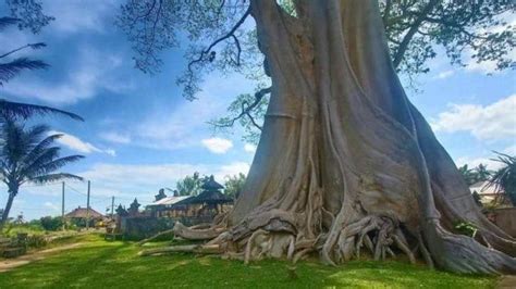 Viral Bule Melalung Di Tabanan Berikut 8 Pohon Yang Dianggap Keramat Di Bali Tribun