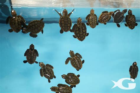 More Than 50 Sea Turtles Welcomed At Georgia Aquarium From Hurricane