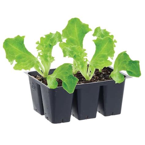 Bonnie Plants 119 Qt Green Leaf Lettuce Plant 6 Pack 0055 The