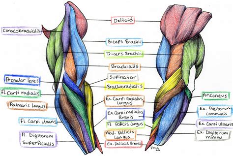 Muscle Anatomy Of The Arm Anatomy Drawing Diagram
