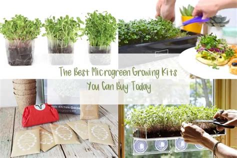 The 14 Best Microgreen Growing Kits You Can Buy Today Microgreens Corner