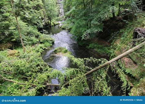 Fallen Tree Trunk Gorges On The Kamenice River Stock Photo Image Of